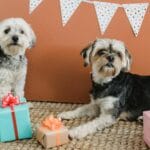 Dwa psy wśród prezentów i dekoracji świętują w domu